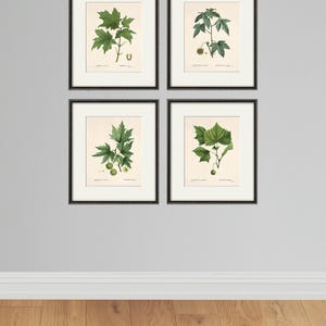 Antique botanical prints SET of 4 Botanical art prints tree art print wall art plants botanical poster antique wall art home decor wall art