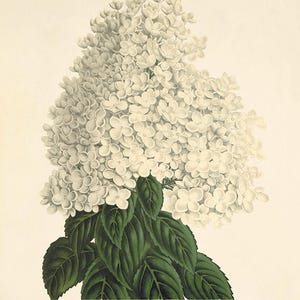 May include: Botanical illustration of a white hydrangea flower with large, clustered blooms and dark green leaves. The artwork includes the scientific name "Hydrangea Paniculata var. Grandiflora" and the word "Japon".