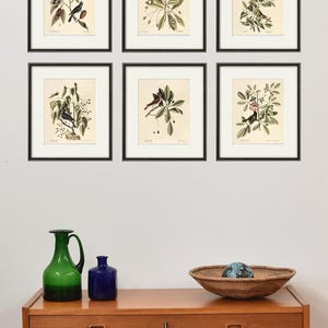 May include: Six framed botanical prints featuring detailed illustrations of birds perched on branches with leaves and berries. The prints are in black frames and are displayed above a wooden dresser with decorative items.