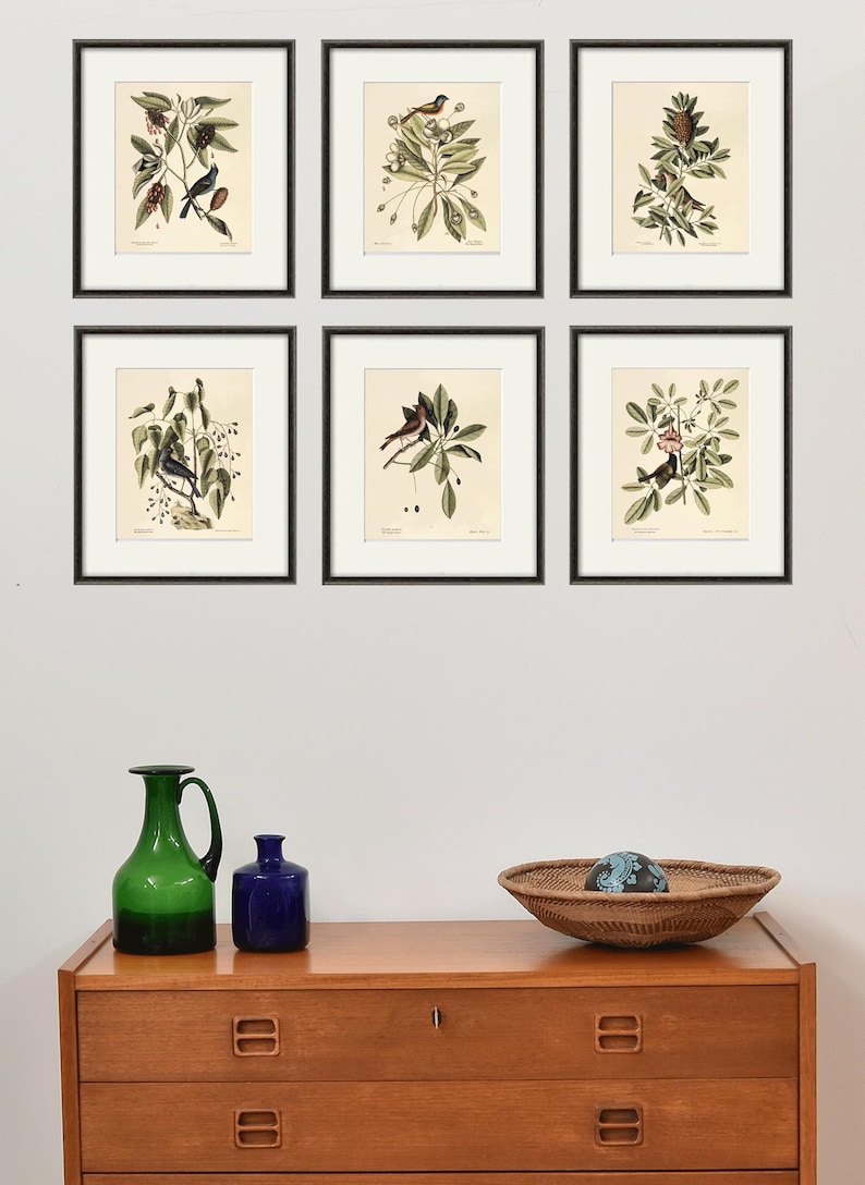 May include: Six framed botanical prints featuring detailed illustrations of birds perched on branches with leaves and berries. The prints are in black frames and are displayed above a wooden dresser with decorative items.