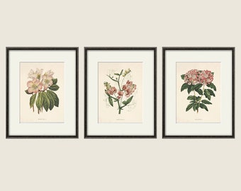 Antique Botanical Prints SET of 3: Pink Flower Wall Art
