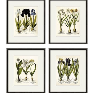 Iris art print Antique wall art flower art print botanical art print garden wall art flowers home decor art antique botanical prints Besler