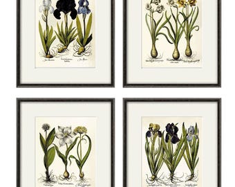 Antique Iris Art Print: Basilius Besler Botanical Illustration