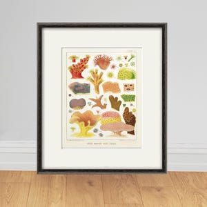 Sea Coral art print Vintage sea art print old prints nautical art print Ocean art print  Natural History art sea life art nature art print