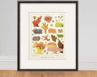May include: A vintage illustration of various coral species from the Great Barrier Reef. The illustration features a variety of colours, including red, orange, yellow, green, and brown. The coral is depicted in a realistic style, with intricate details.