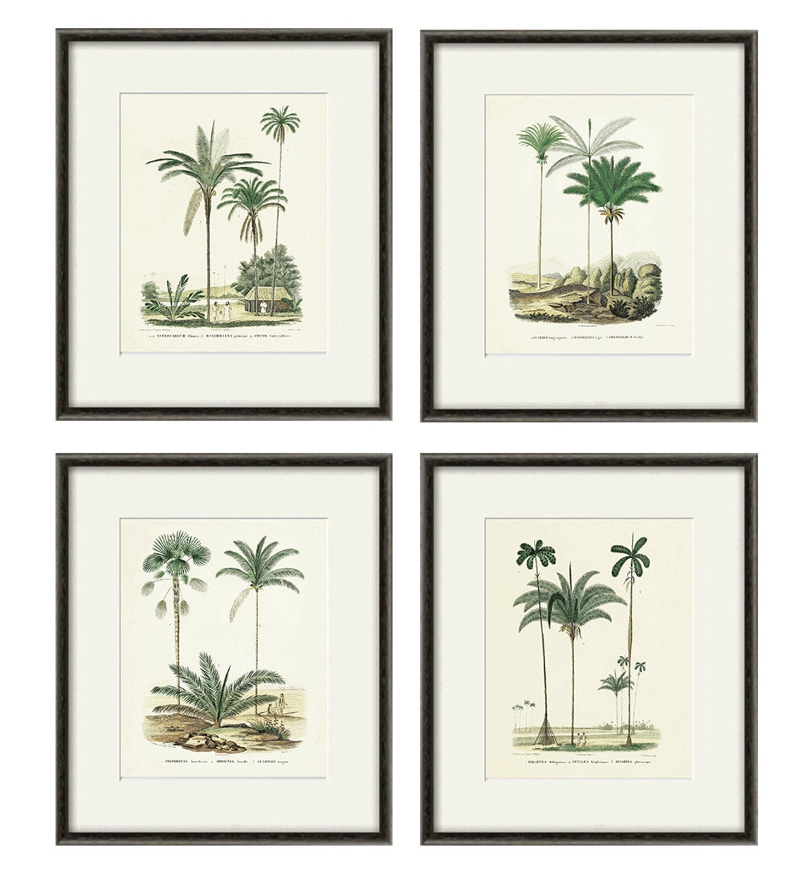 Palm Tree Art Print Antique Botanical Art Prints Home Decor Etsy