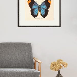 May include: A framed print of a blue and black butterfly with orange accents. The butterfly is centered on a white background with a handwritten signature in the bottom right corner.