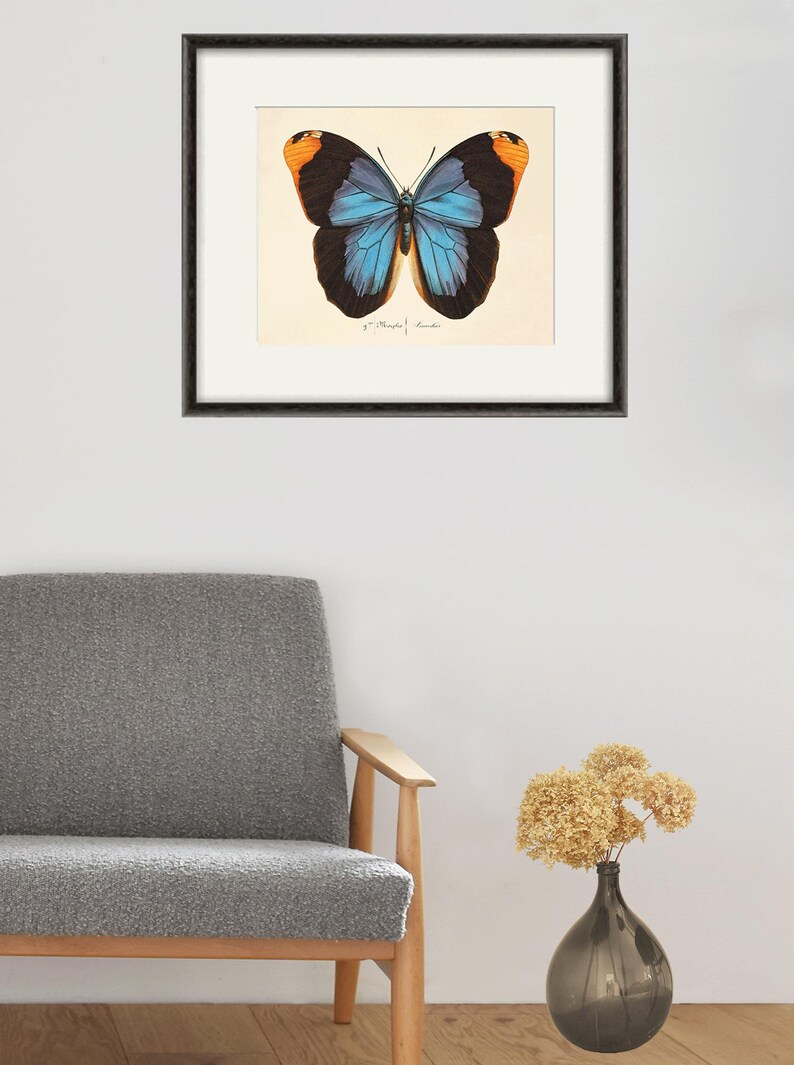 May include: A framed print of a blue and black butterfly with orange accents. The butterfly is centered on a white background with a handwritten signature in the bottom right corner.