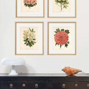 Pink Botanical Prints Set of 4: Vintage Victorian Flower Wall Art - Etsy
