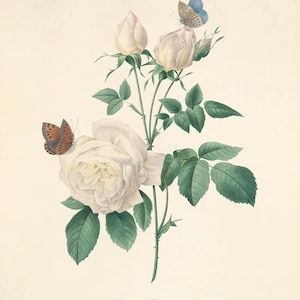 Póster con estampado de arte de rosas, impresiones antiguas, impresiones de arte botánico, decoración del hogar, arte de pared victoriano, arte de pared de jardín, impresión de arte de flores, impresión botánica