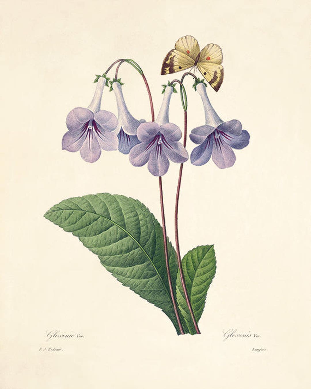 Purple Flowers Print Poster Antique Print Botanical Art
