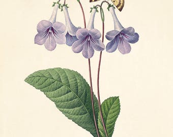 アンティーク調の紫色の花柄プリント：フランス・ヴィクトリア朝時代の植物画の壁掛けアート