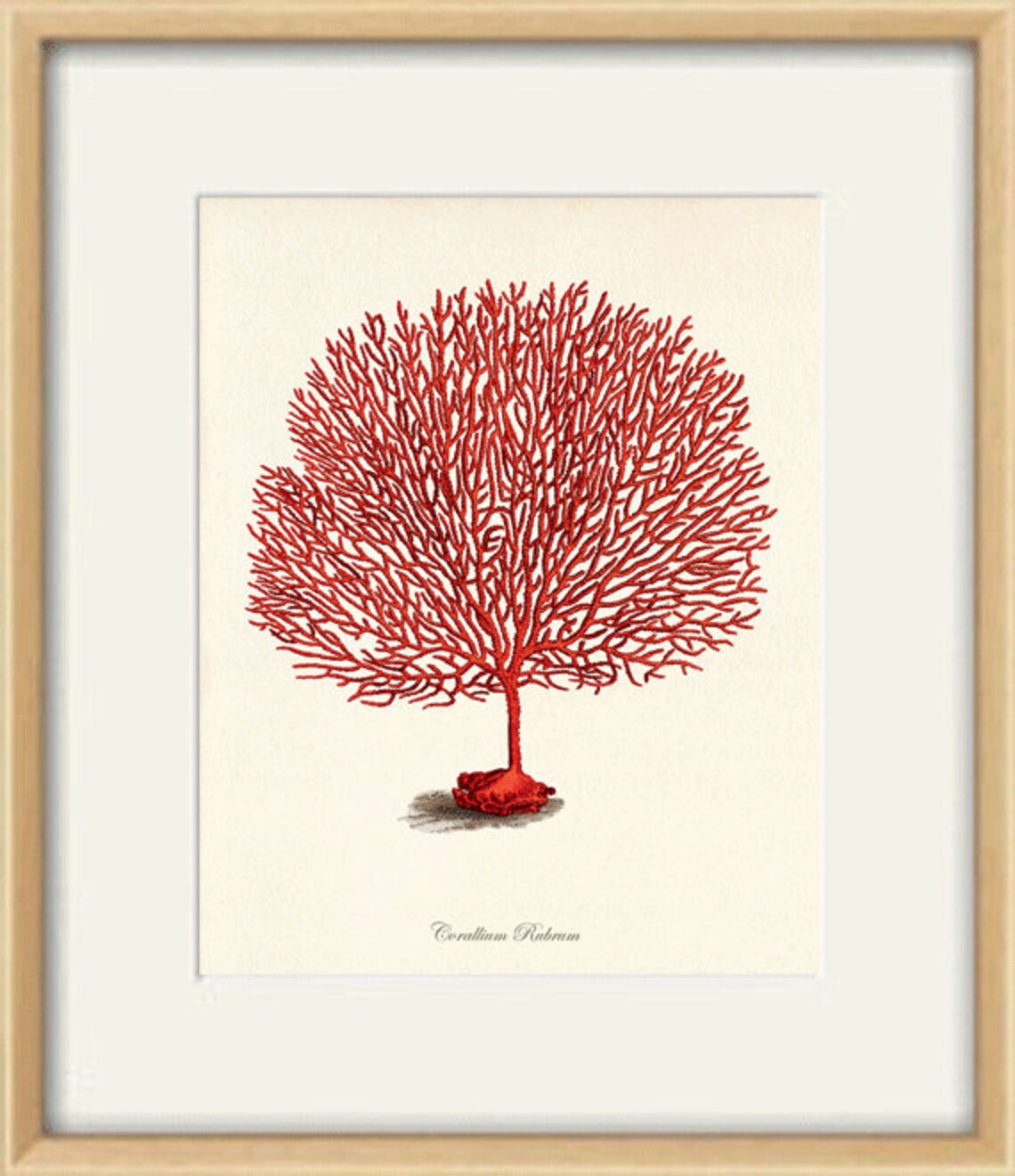 Sea Coral art print Vintage sea art print old prints nautical Etsy