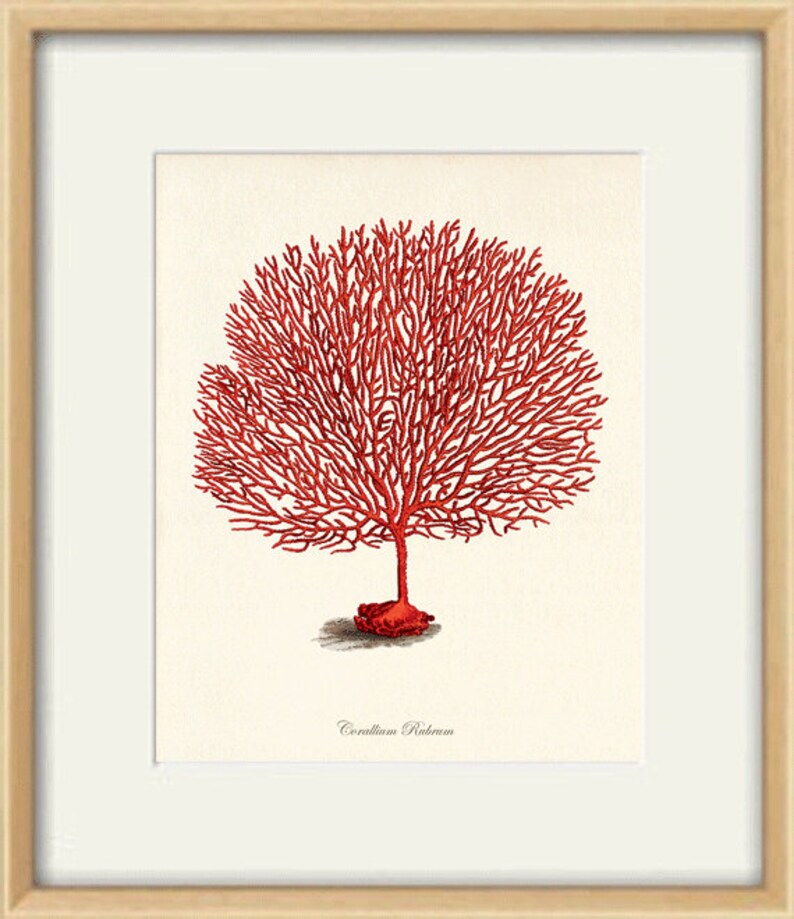 Sea Coral art print Vintage sea art print old prints nautical Etsy