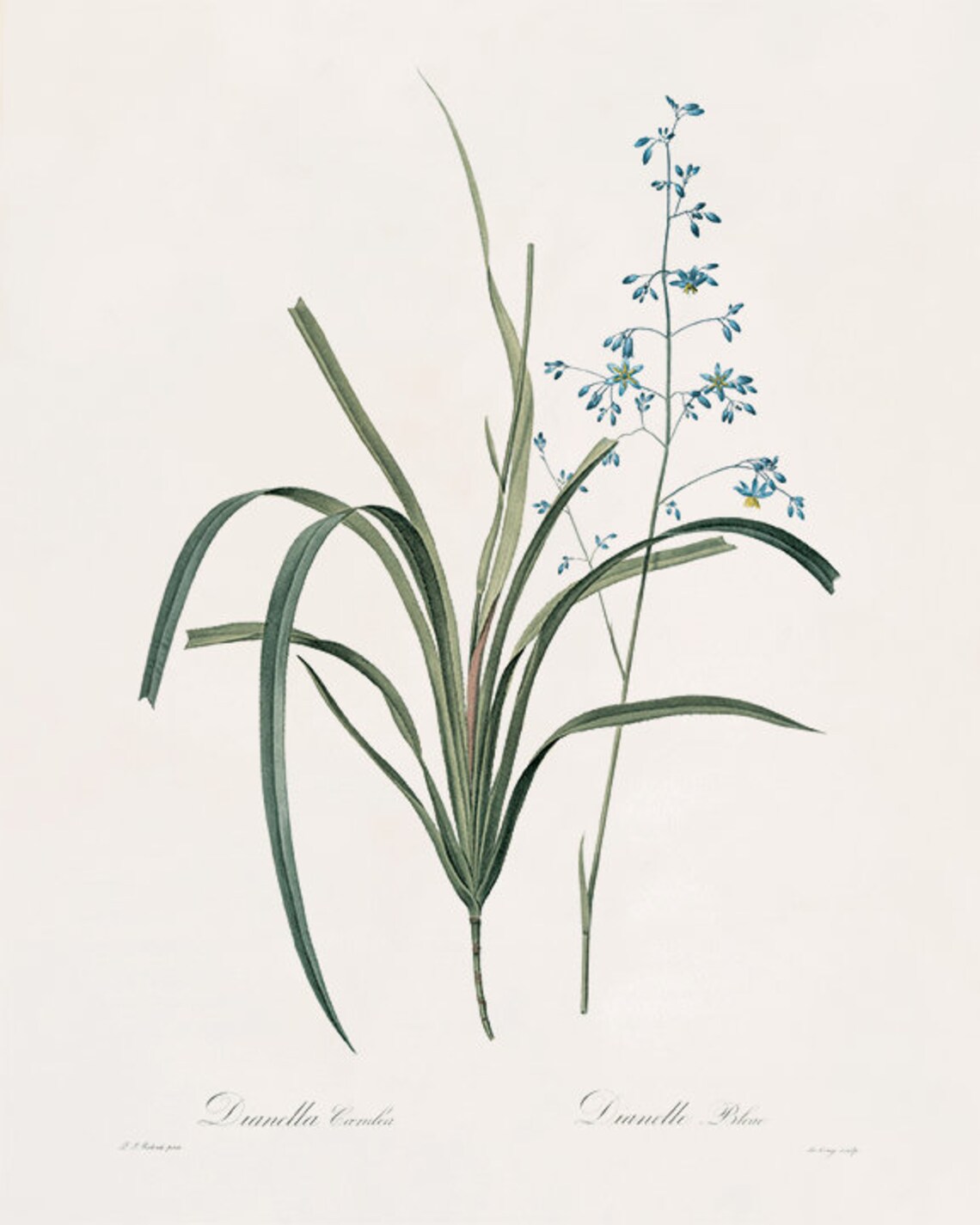 Blue Botanical Prints Vintage Flower Art Cottage Wall Art - Etsy