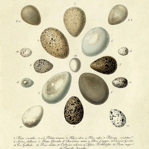 Vintage Bird Eggs Lithograph: Victorian Natural History Wall Art