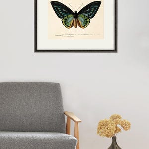 Victorian Art Antique Prints Antique Butterfly Art Print Nature Print ...
