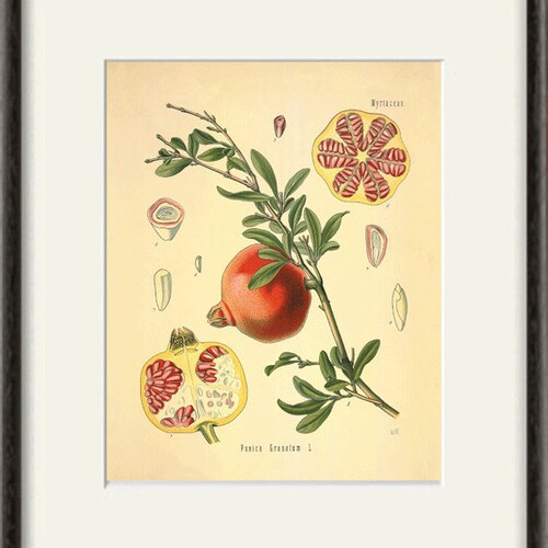 Kitchen Herbs wall shops art antique botanical print set of 12 herb art print kitchen poster kitchen decor wall antique wall art herb wall decor