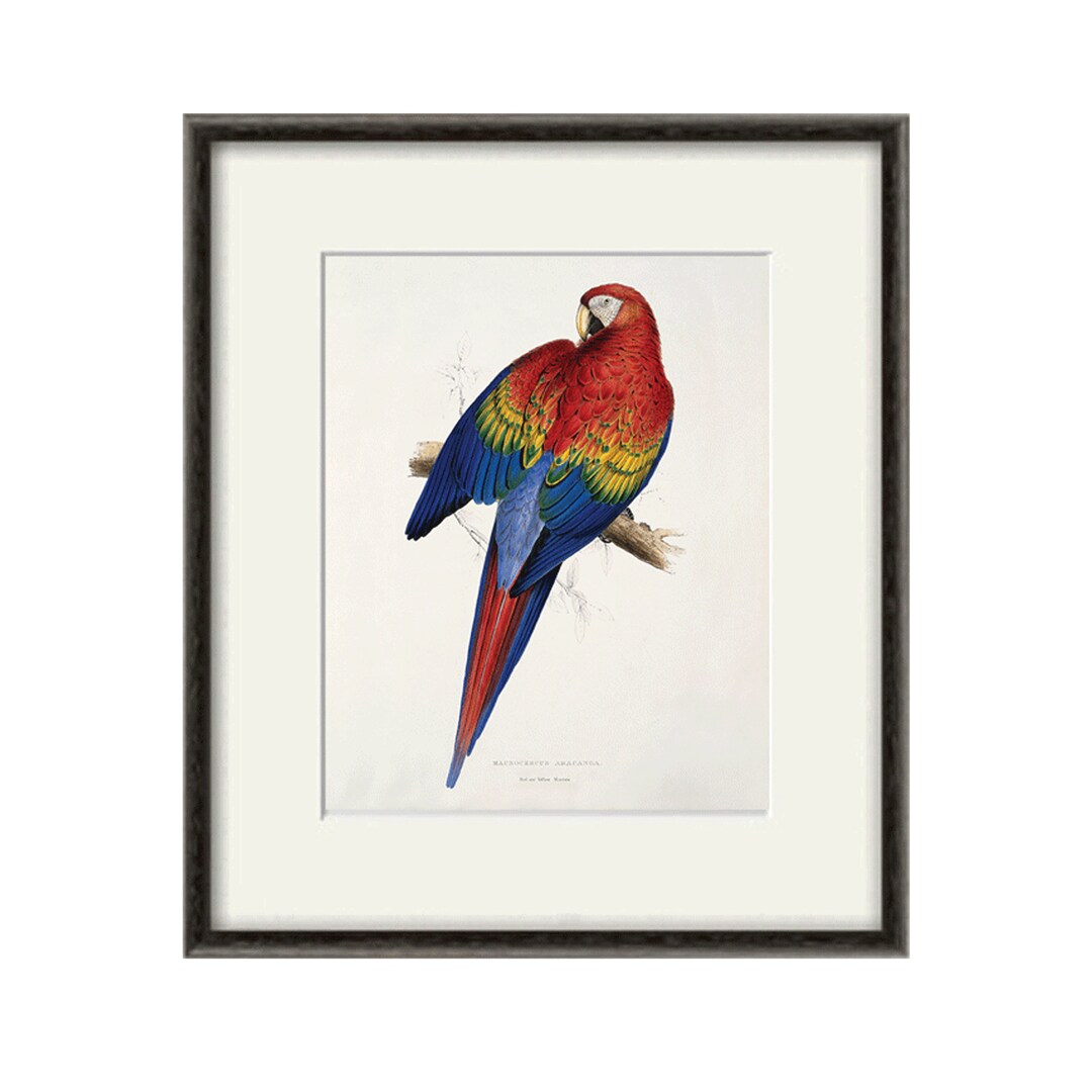 View of Parrot Art Print Antique Bird Print Nature Wall Art Victorian Print ...