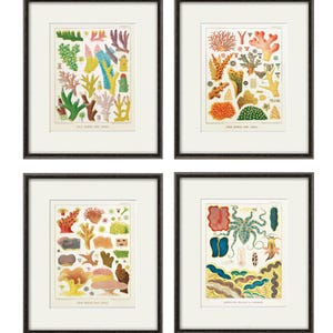 Sea Coral art print Vintage sea art print old prints nautical art print Ocean art print  Natural History art sea life art nature art print