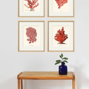 Rote Meereskoralle Kunst Nautische Kunstdruck-Set alte Drucke Ozeanleben Kunst Ocean Decor Naturdruck Strandkunst Wohnkultur Wandkunst Meereskunstdruck