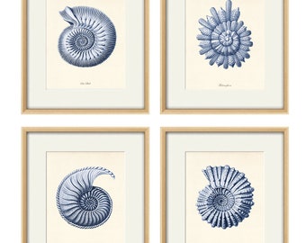 May include: Four framed prints with detailed blue illustrations of seashells on a cream background. The prints are in light wood frames, creating a coastal theme. Each print features a different shell design, suitable for a nautical theme.