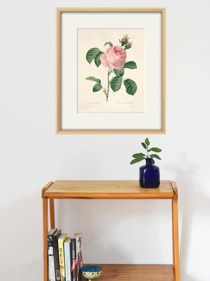 May include: A framed botanical illustration of a pink rose with green leaves and buds. The illustration is on a white background with a light brown frame.