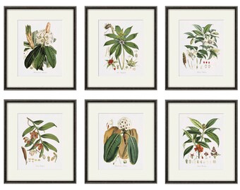 White flower art Botanical Print Set of 2 Antique flower art print antique wall art Flower decor Garden print Victorian art Cottage wall art