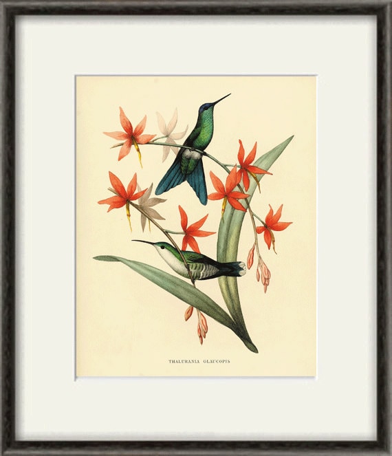 アート・デザイン・音楽 CLASSIC NATURAL HISTORY PRINTS BIRDS Classic Natural History Prints Birds, HCDJ Vintage 1990 1st
