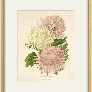 Puede incluir: Una ilustraci&oacute;n bot&aacute;nica vintage de tres crisantemos en tonos de rosa y blanco. Las flores est&aacute;n dispuestas en un ramo con hojas verdes. El texto "CHRYSANTHEMES D'AUTOMNE" est&aacute; impreso debajo de las flores.