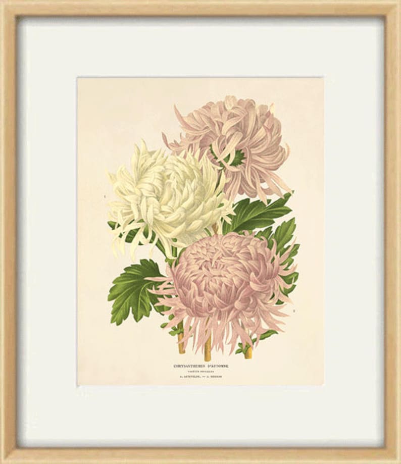 Puede incluir: Una ilustraci&oacute;n bot&aacute;nica vintage de tres crisantemos en tonos de rosa y blanco. Las flores est&aacute;n dispuestas en un ramo con hojas verdes. El texto "CHRYSANTHEMES D'AUTOMNE" est&aacute; impreso debajo de las flores.