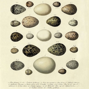 Vintage Bird Eggs Print: 1800s Natural History Wall Art