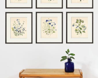 Antique Botanical Prints Set: French Floral Wall Art, Set of 6