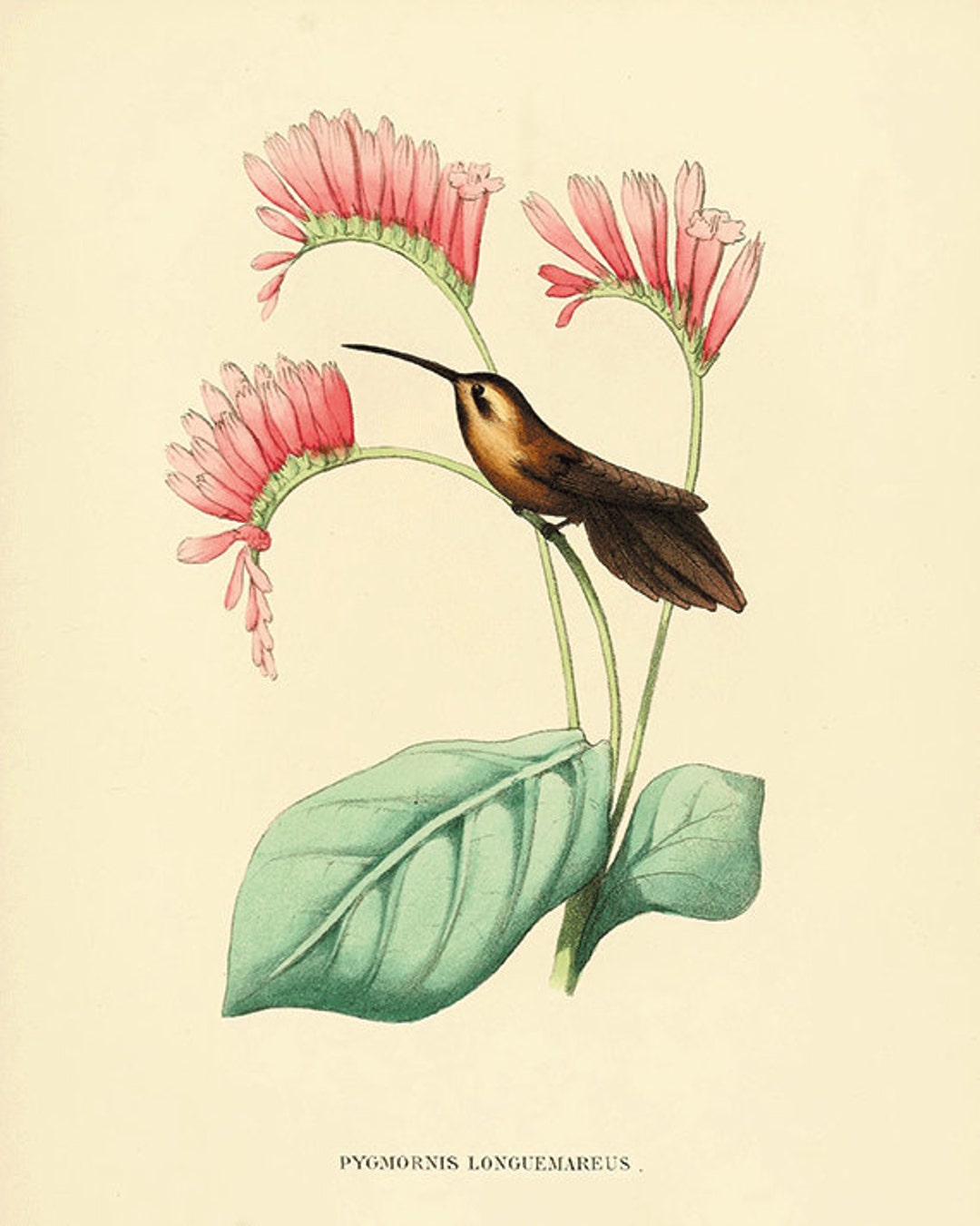Hummingbirds Art Vintage Bird Print Nature Art Print Vintage Prints ...