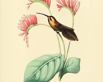 Vintage Hummingbird Print: Victorian Natural History Illustration