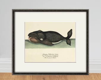 Antique Whale Art Print: Vintage Nautical Ocean Decor