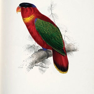 Parrot art print antique bird print nature wall art Victorian print home decor art vintage wall art bird art Natural history art Bird decor