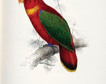 Victorian Parrot Art Print: Antique Bird Illustration, Natural History Decor