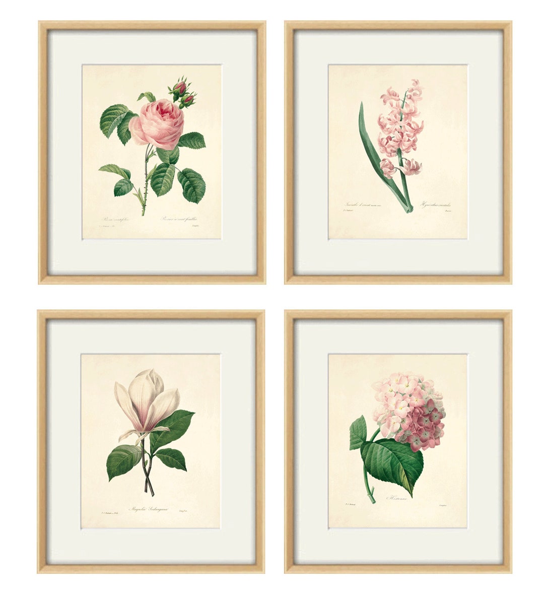 Antique Botanical Print Botanical Art Prints Flower Prints Wall Art ...