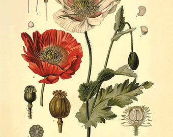 Red poppy art antique prints flower art print botanical prints Home decor wall art Vintage prints Victorian art  old prints plant art print