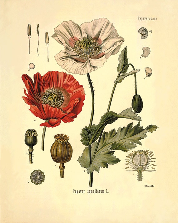 Red Poppy Art Antique Prints Flower Art Print Botanical Prints Home Decor Wall Art Vintage Prints Victorian Art Old Prints Plant Art Print Red Poppy Art Antique Prints Flower Art Print Botanical Prints Home Decor Wall Art Vintage Prints Victorian Art Old Prints Plant Art Print