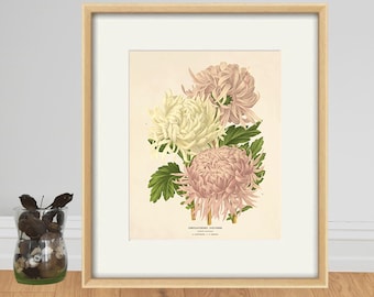 Antike Chrysantheme Kunstdruck: Viktorianisches Blumendekor