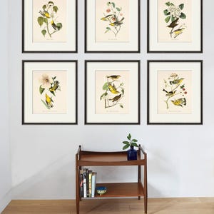 Antique Bird Print set Bird art print set antique prints bird decor Nature art print poster Victorian art Garden print Natural history art