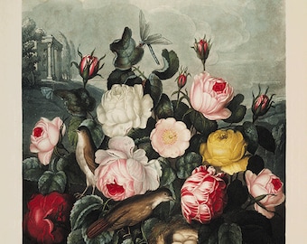 Impressão artística de rosas antigas: ilustração botânica vintage