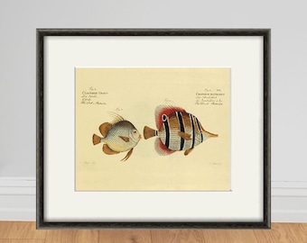 Antique Fish Print: Vintage Nautical Ocean Art, Natural History Decor