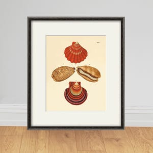Antique red seashell art print vintage nautical art print sea art print Ocean art print Antique wall art beach home decor Sea beach art
