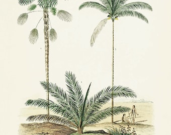 Antieke palmboomkunstdruk: Victoriaanse botanische illustratie