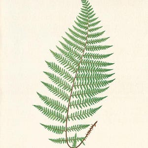 Antique Fern art print Vintage Botanical Art Prints Home Decor Wall Art Victorian art Garden Wall Art ferns antique art print kitchen wall