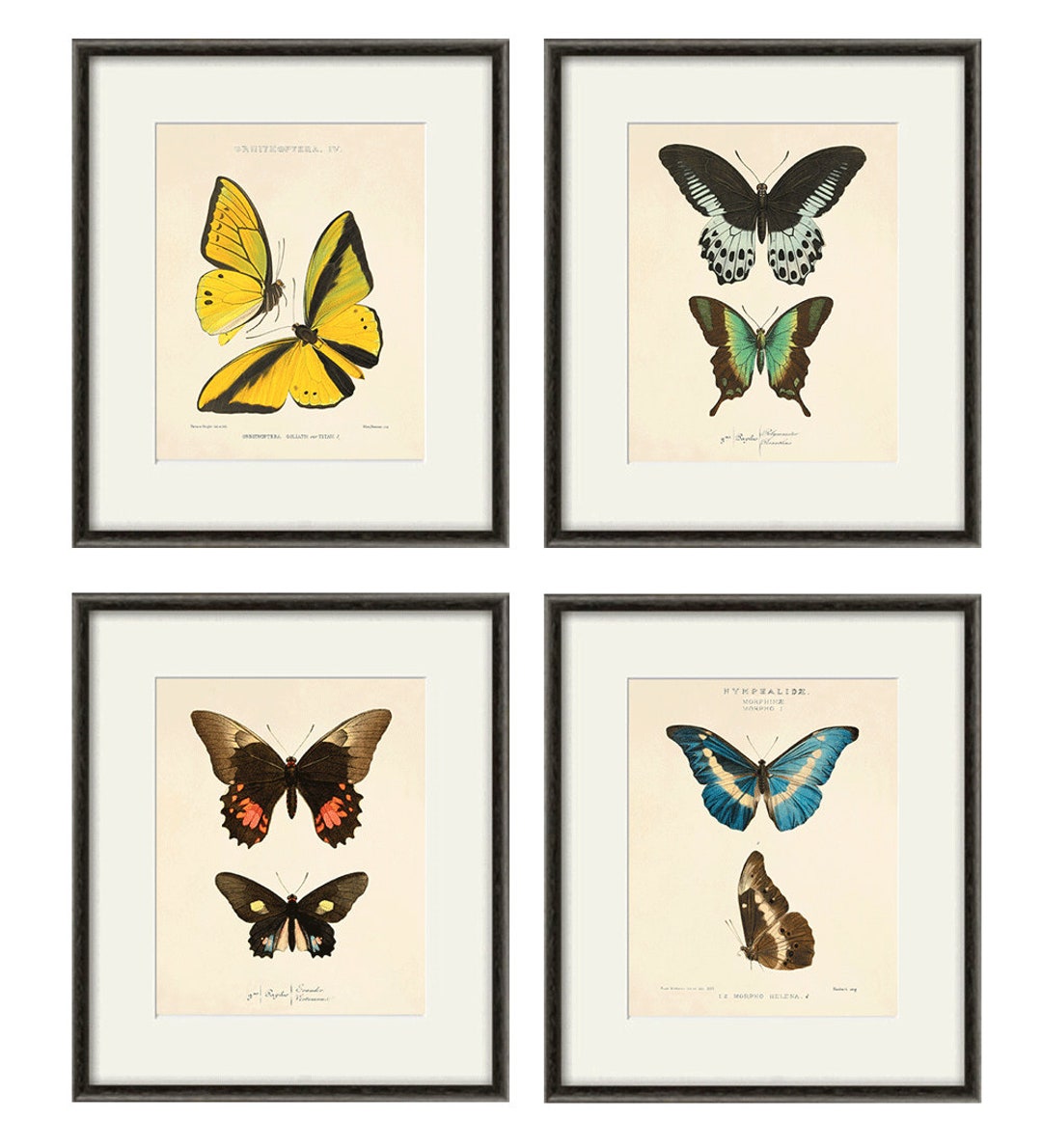Antique Butterfly Print Set: Victorian Natural History Wall Art - Etsy