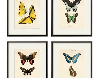 Antique Butterfly art  Butterfly Print set Natural History art old prints antique prints Victorian art butterfly decor home decor wall art